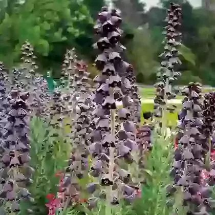 Persica